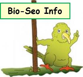 Lesen Sie mehr zu Bio-Seo - Suchmaschinenoptimierung im grünen Bereich